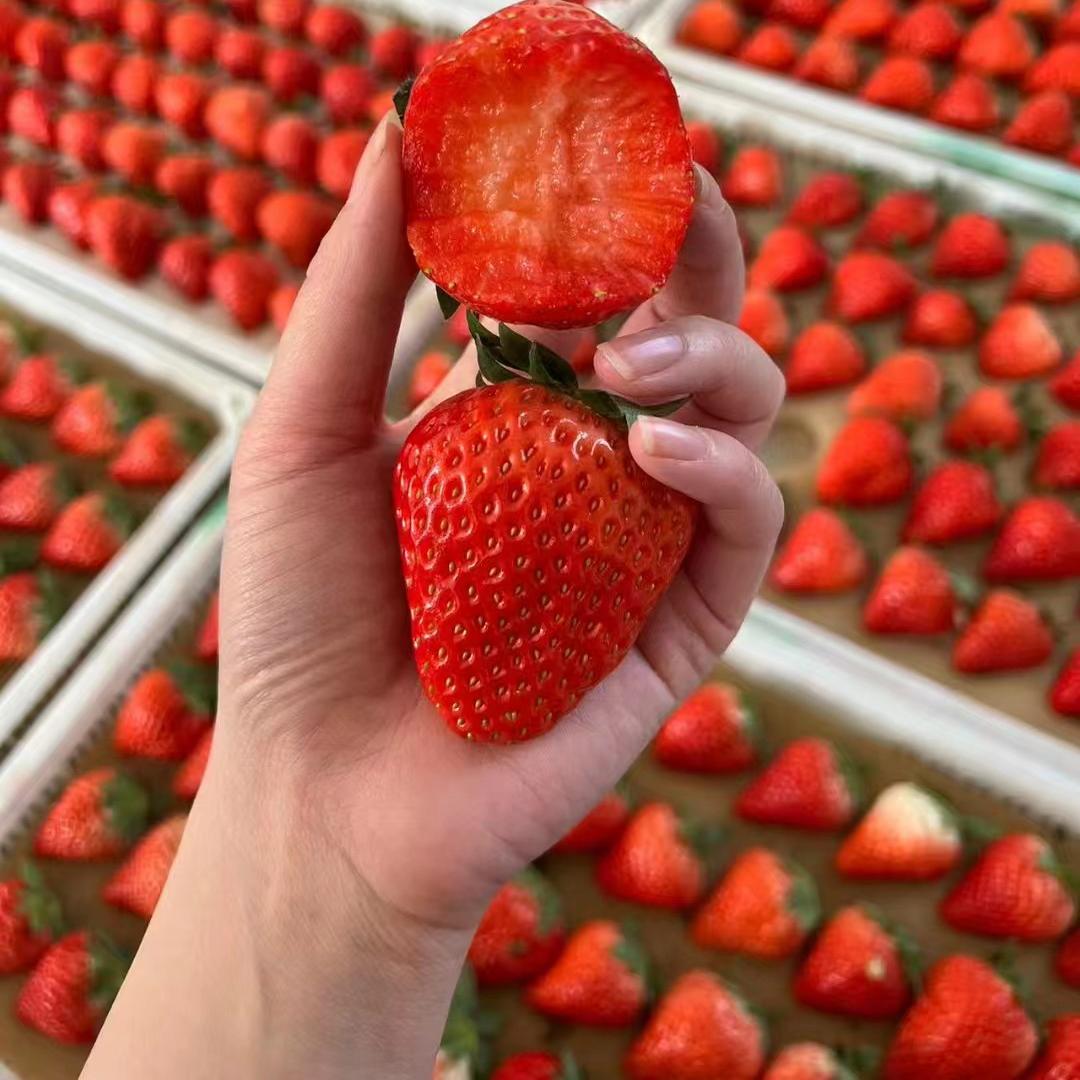 自然成熟丹东九九99红颜草莓