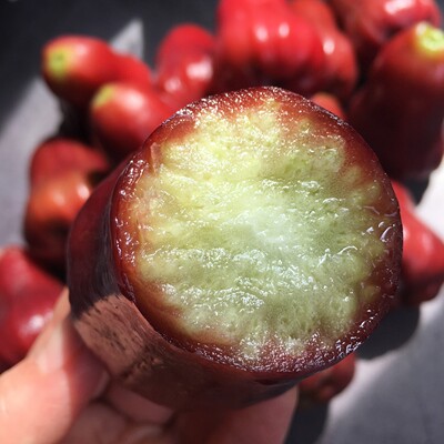 海南三亚黑金刚莲雾多汁