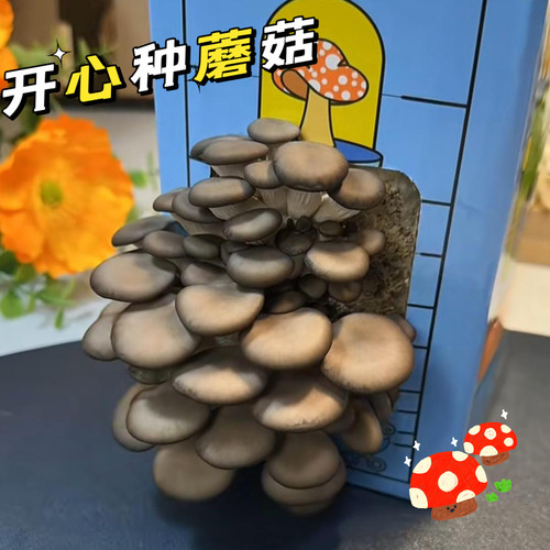 儿童种植蘑菇锻炼动手能力食用