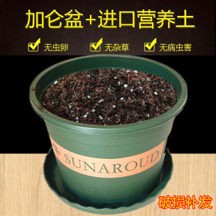 花盆送营养土加仑盆带土塑料盆和泥土种蔬菜花卉绿萝月季 多肉通用