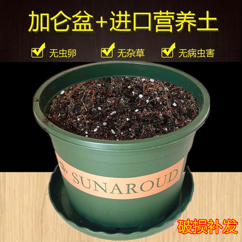 花盆送营养土加仑盆带土塑料盆和泥土种蔬菜花卉绿萝月季多肉通用