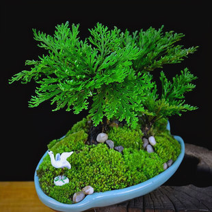 九死还魂草卷柏复活草假山桌面创意花卉绿植物微型迷你盆景好养活