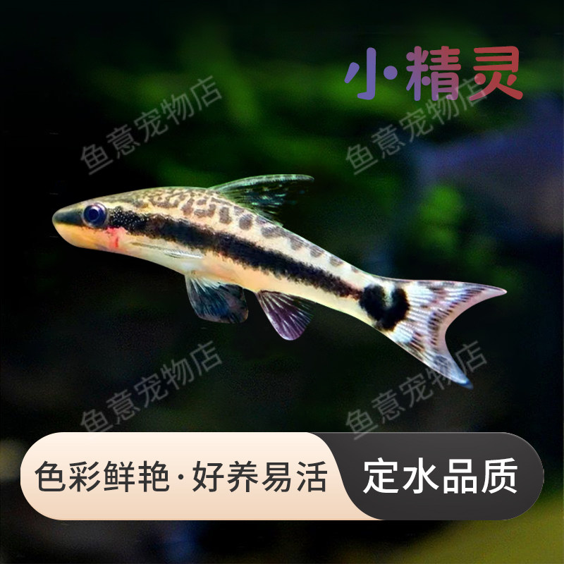 小精灵鱼秘鲁，除藻工具鱼,宠物/宠物食品及用品,鱼,淘宝优惠券,粉丝福利购,淘宝优惠卷