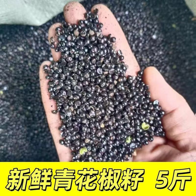 批发鸽粮花椒籽重庆江津的泡脚青花椒籽麻椒籽鸽子饲料鸟食粮鸽粮