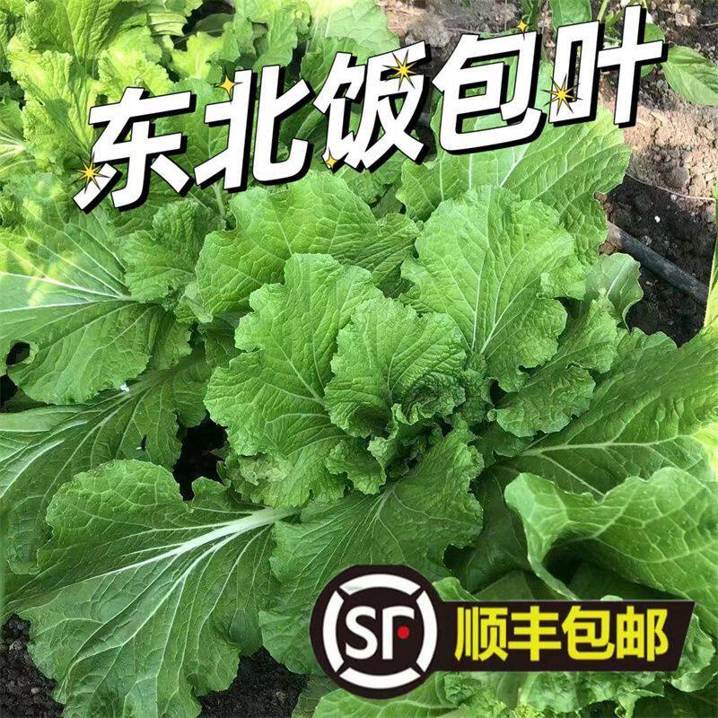 蘸酱菜组合正宗东北饭包叶白菜叶20片新鲜蔬菜叶散装大白菜叶子即