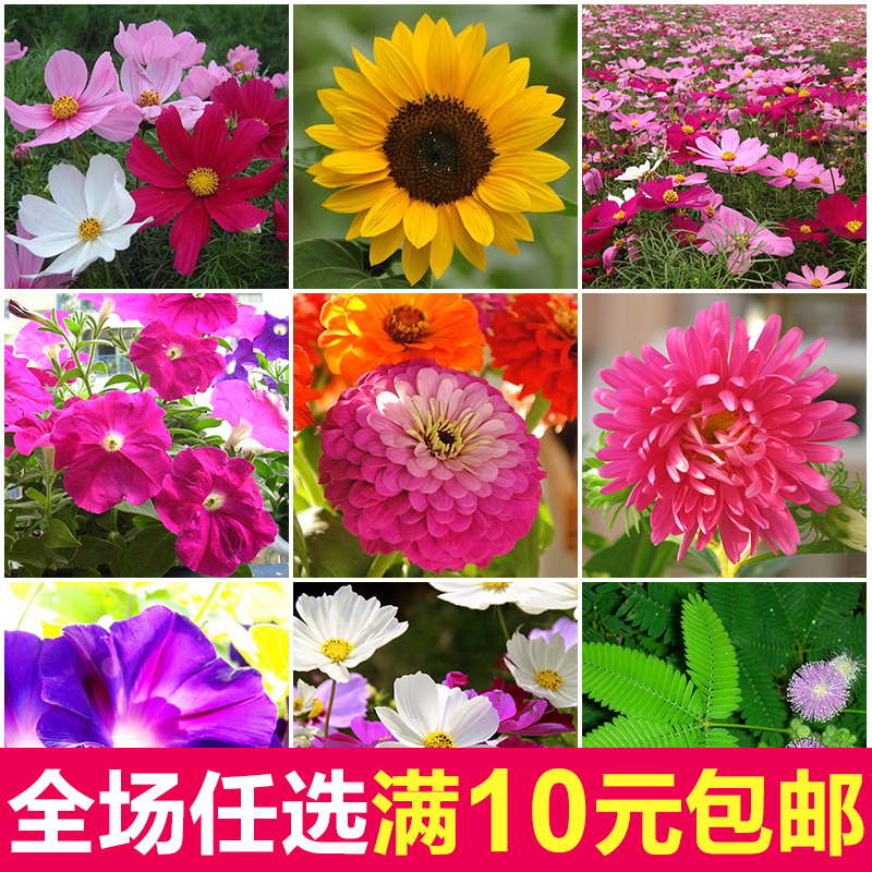 花種子四季陽臺易種活矢車菊向日葵矮桿波斯菊碗蓮滿天太陽花種子