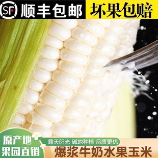 果真香爆浆牛奶水果玉米奶油冰糖白甜玉米棒开袋即食生吃苞谷