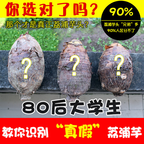 现挖正宗广西新鲜荔浦芋食用槟榔
