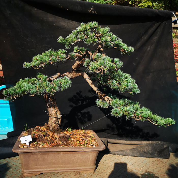 绿植精品苍老爆皮精品日本短针五叶松五针松盆景盆栽四季常青松树