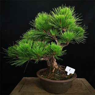 精品日本八房锦松盆景盆栽苍老爆皮矮霸锦松盆景盆栽