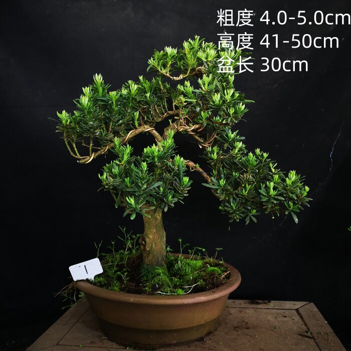 精品绿植中品米叶罗汉松盆景办公室盆栽实物实图销售配紫砂盆