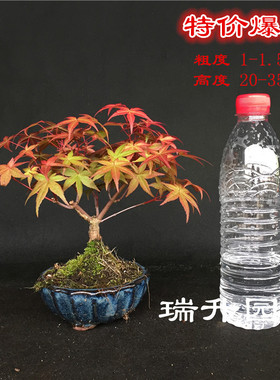 小品日本红枫稀有品种出猩猩盆景盆栽红叶系列枫树实物销售