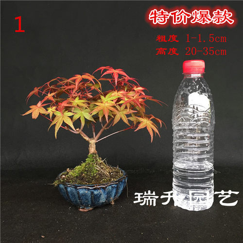 日本红枫出猩猩盆景盆栽