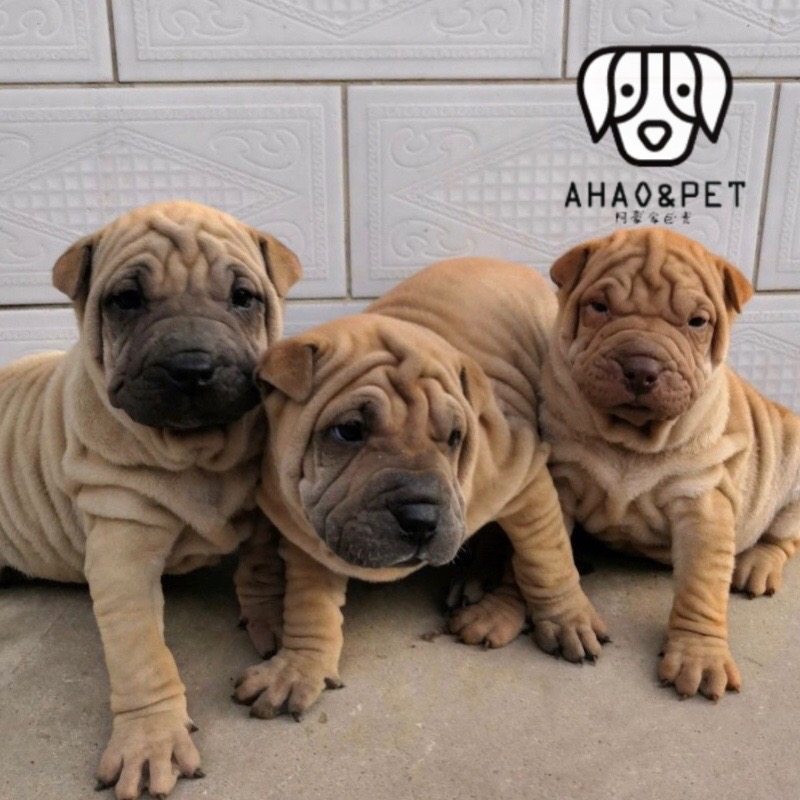 纯种沙皮犬幼犬沙皮狗狗大褶皱短腿大型短毛活体宠物小型骨沙巴哥