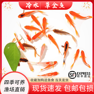 草金鱼活鱼锦鲤鱼苗观赏鱼淡水鱼冷水鱼小型耐活活体小金鱼红草金