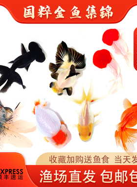 金鱼活鱼观赏鱼小型淡水好养冷水鱼锦鲤泰狮子头蝶尾兰寿草金鱼苗