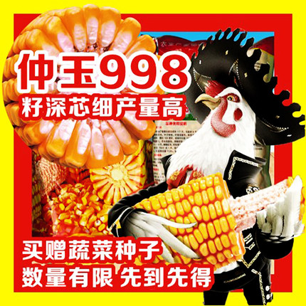 国审高产杂交正品玉米种籽齿齿深棒大产量高矮杆春播夏播仲玉998