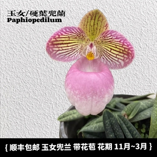 兜兰之家 玉女兜兰硬叶兜兰带花剑带花苞花期长室内盆栽绿植好种