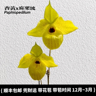 兜兰之家杏黄x麻栗坡 春晓兜兰带花苞花期长室内盆栽绿植好种好养