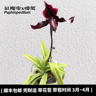 兜兰之家 红魔帝x带叶带花苞 杂交开品 花期长室内盆栽绿植好种