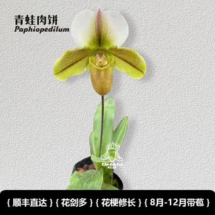 兜兰之家-青蛙肉饼兜兰 带花苞绿花红花小众绿植花期长绿肉饼青蛙