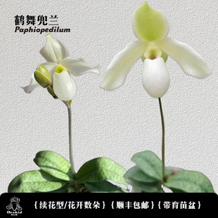 兜兰之家-鹤舞兜兰 德氏X报春续花型 小型拖鞋兰白色兰花盆栽小众