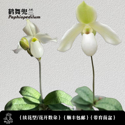 兜兰之家-鹤舞兜兰 德氏X报春续花型 小型拖鞋兰白色兰花盆栽小众