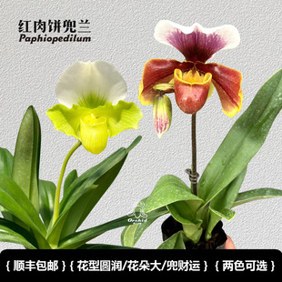 兜兰之家-红肉饼绿肉饼带花苞兜兰洋兰仙履兰桌面盆栽小众花卉