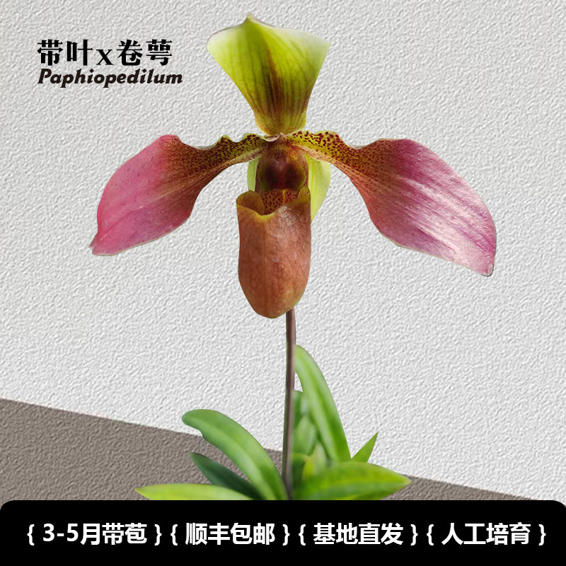 兜兰之家 带叶x卷萼 带花苞  仙履兰拖鞋兰小众绿植桌面盆栽