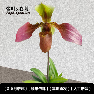 兜兰之家 带叶x卷萼 带花苞  仙履兰拖鞋兰小众绿植桌面盆栽