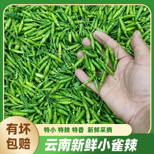 云南红河现摘小米辣新鲜小雀辣
