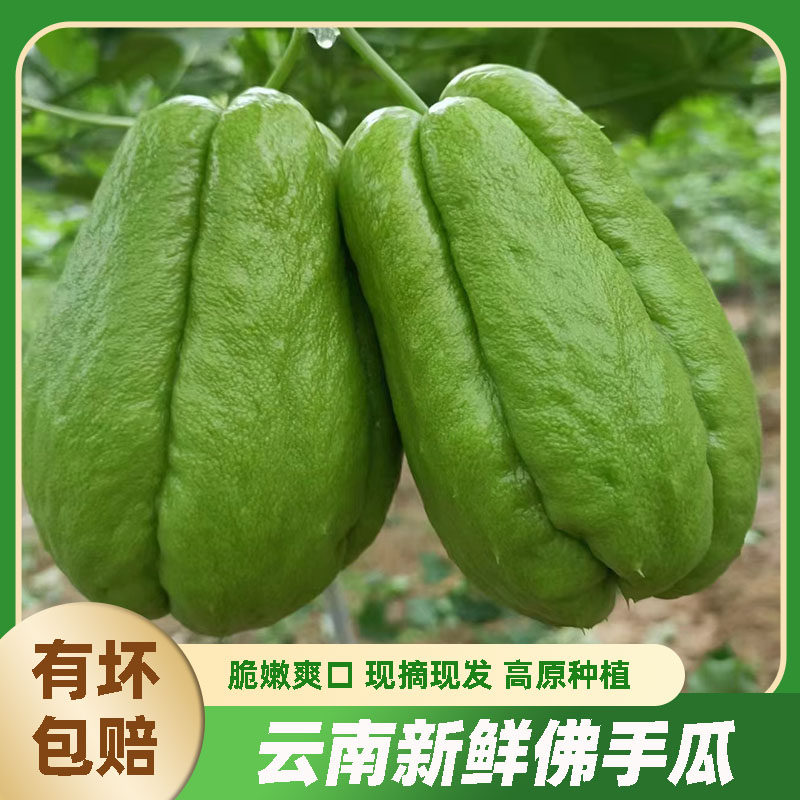 云南新鲜佛手瓜洋丝瓜羊茄子兔耳瓜福寿瓜洋瓜农家新鲜蔬菜窝瓜