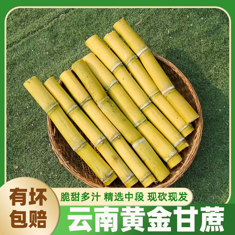 【精选中段】云南新鲜甘蔗正宗黄皮甘蔗黄金水果薄皮当季现砍批发