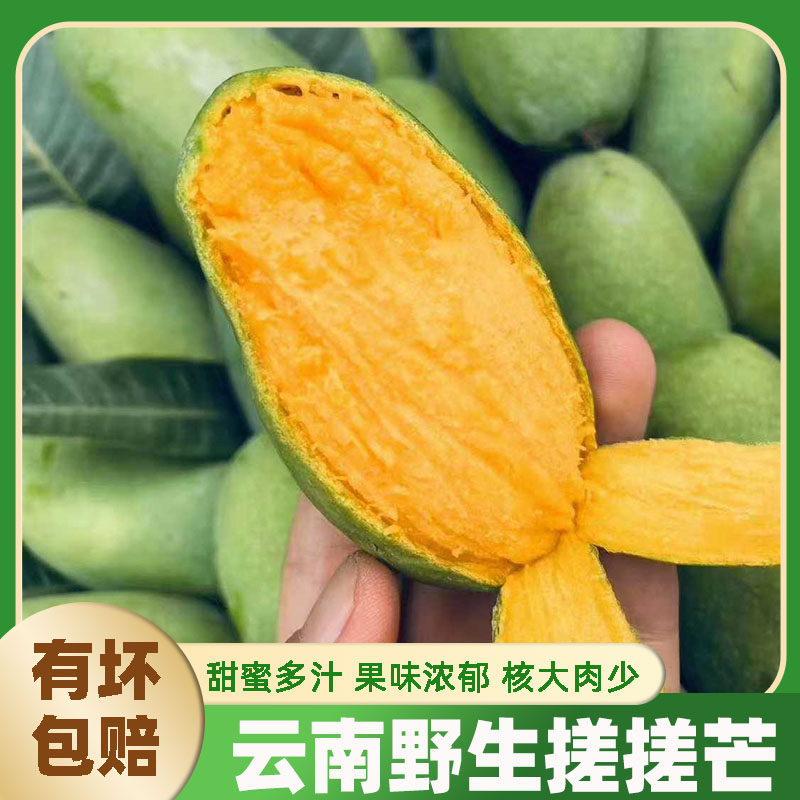 云南红河本地芒果百年老树小曼木搓搓芒多汁多甜香味独特产地直发