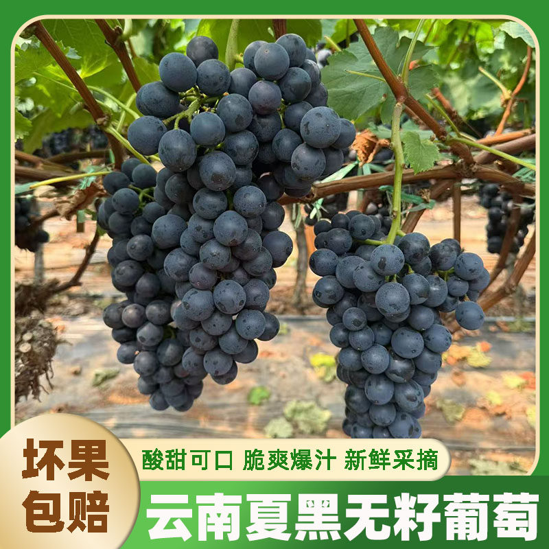 云南夏黑无籽葡萄酸甜爽口孕妇应季新鲜云南整串发货新鲜葡萄黑提
