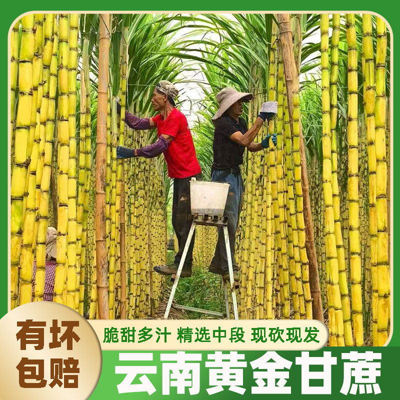 正宗云南黄金甘蔗新鲜当季水果现砍现发手撕甘蔗薄皮黄皮甘蔗批发