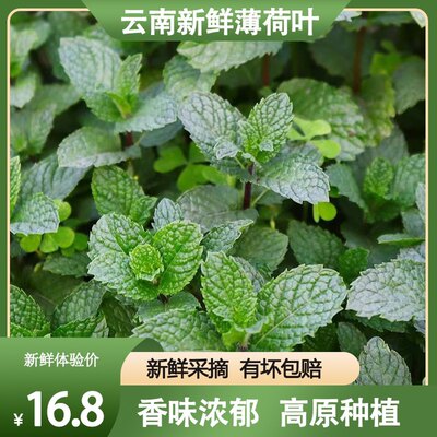 云南新鲜薄荷叶3斤可食用装饰水吧酒吧蛋糕西餐烘焙留兰香薄荷叶