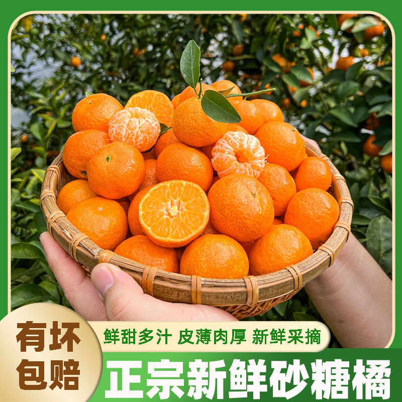 广西整箱正宗砂糖桔子橘子无籽水果当季薄皮新鲜柑橘沙糖桔批发