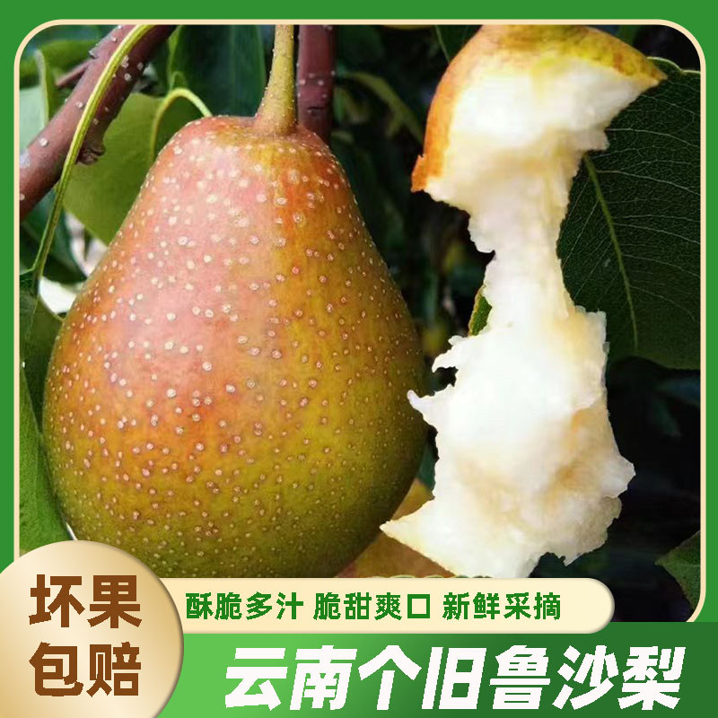 云南个旧鲁沙梨青梨加级寨梨子