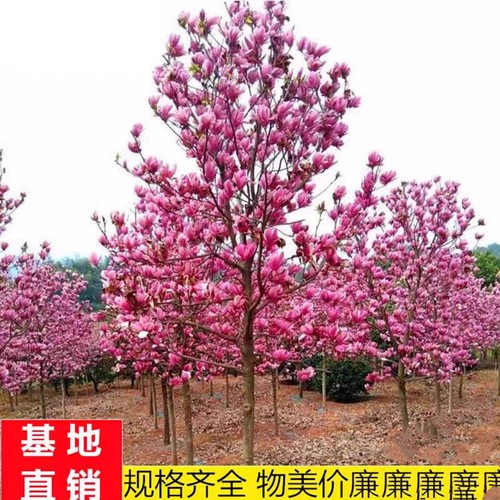 玉兰树苗盆栽地栽玉兰树白红紫黄玉兰花苗庭院耐寒风景树花卉植物