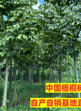 中国梧桐树树苗树梧桐树苗庭院别墅绿化风景树青桐树苗青皮梧桐树