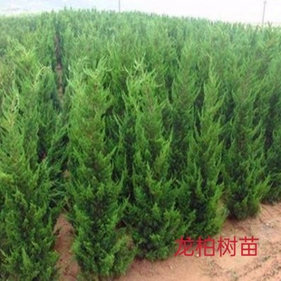 龙柏苗龙柏树苗小龙柏球蜀桧塔柏侧柏蜀块地柏宝塔松树苗四季长青