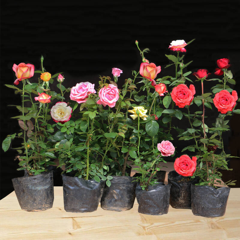 月季花 品种月季大花月季花盆栽地栽月季 20几个品种包邮