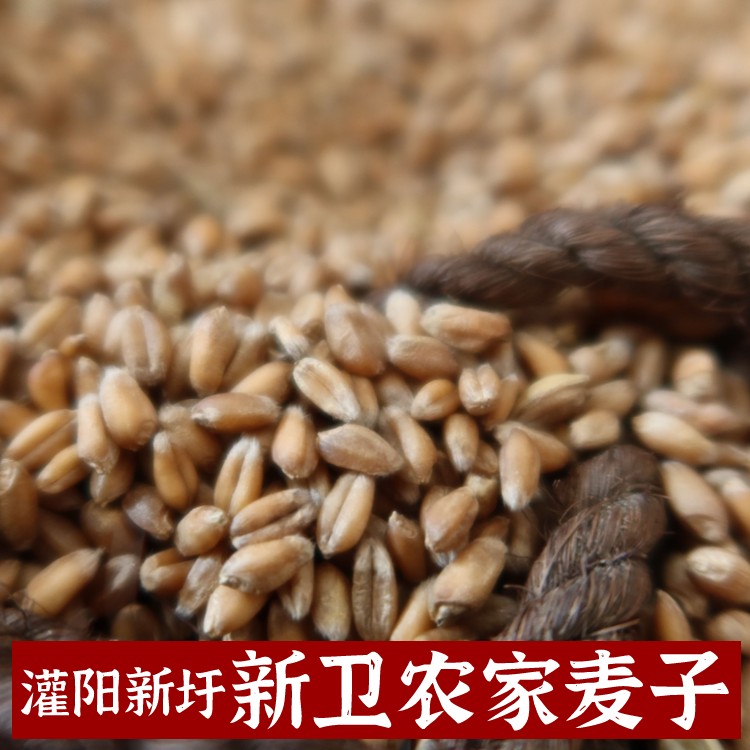 农家麦子可做麦子粑粑一份半斤