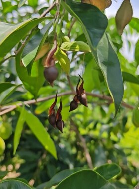 奇楠沉香种子吊丝米 发芽率高新鲜采摘发货挑选发货提供播种技术
