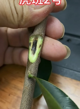 沉香奇楠虎斑2号树心油1号自然结香免打孔产地直发成活率高绿植