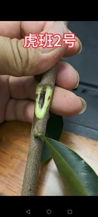 沉香奇楠虎斑2号树心油1号自然结香免打孔产地直发成活率高绿植