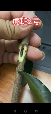 沉香奇楠虎斑2号树心油1号自然结香免打孔产地直发成活率高绿植