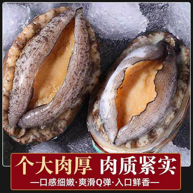 【特大号】鲜活鲍鱼新鲜冷冻鲍鱼批发非鲍鱼干非活体鲍鱼新鲜大号