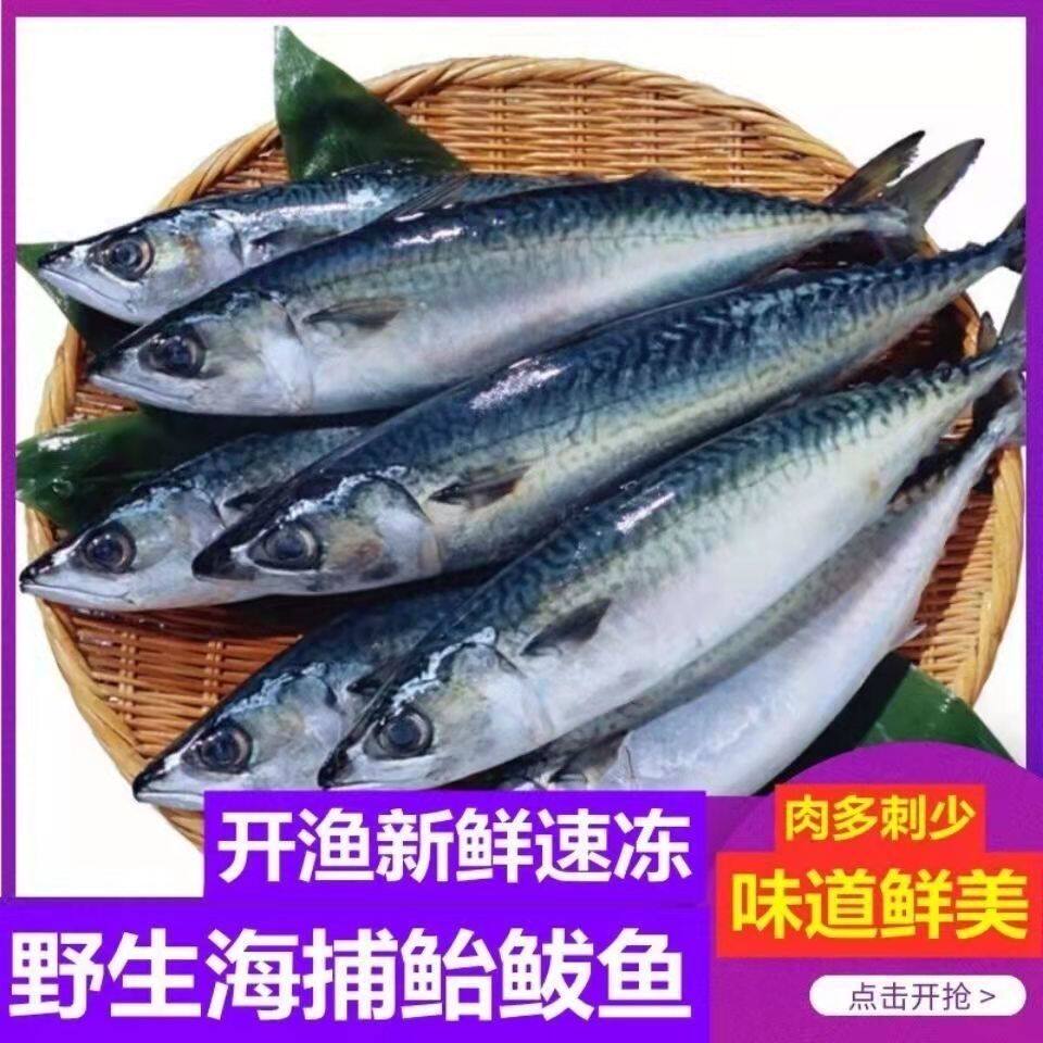 青鱼鲅鱼青占鱼新鲜鲅鱼新鲜特大青花鱼青条鱼深海鲐鲅鱼海鲜